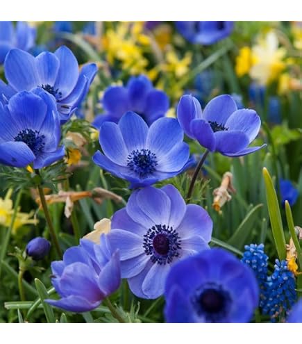 Amazon.com : Park Seed Harmony Double Mix Anemone Seeds : Patio
